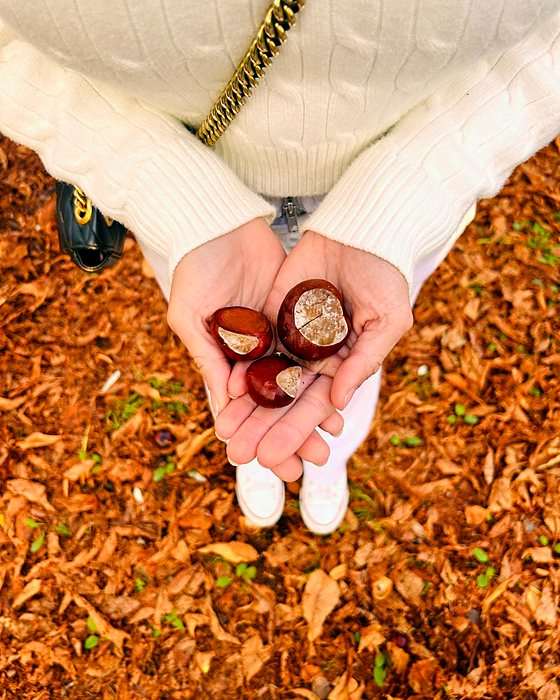 Two hands holding chestnuts above the autumn leaves