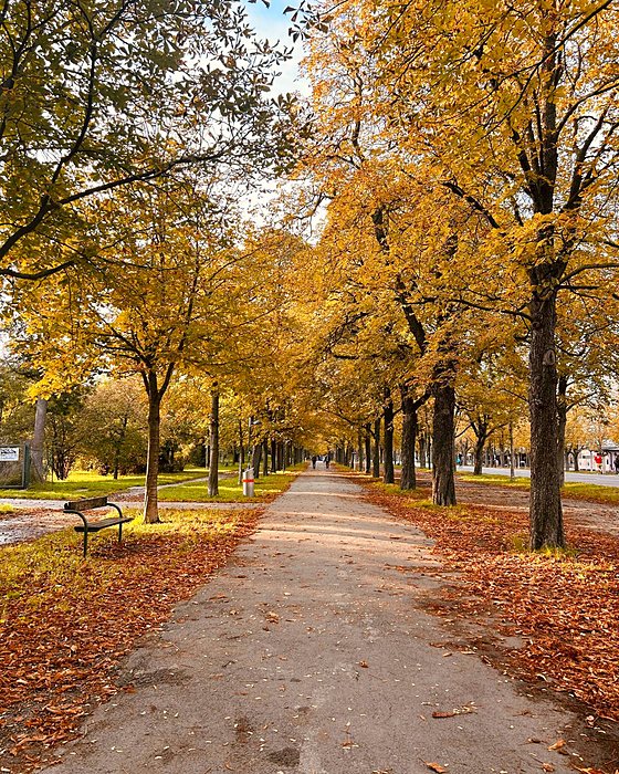 A tree-lined avenue in autumn with yellow leaves and a bench
